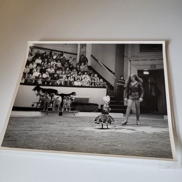 Vintage Black and White Photograph Clyde Beatty Circus 1973 Canine Circus Act - Picture 5 of 16
